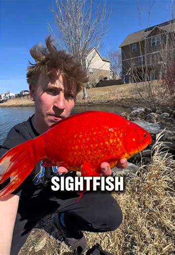 Catching Giant Goldfish on YT 🚨 #fishing #fishtok #fishinglife #goldfish #fishingtips
