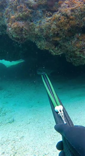 #scubadiving #fishing #diving #underwater #ocean #underthesea | Max Tixs