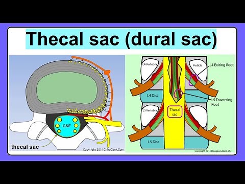 thecal sac