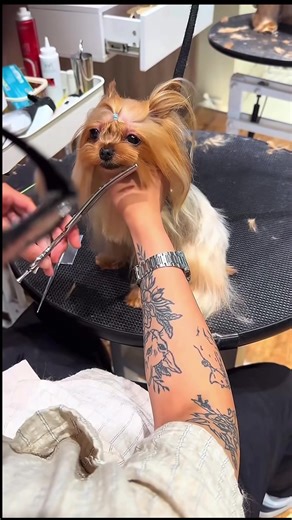 Dog Grooming: The Ultimate Haircut Experience