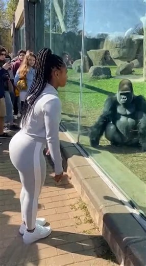 Backflip fail!Silverback gorilla laughs on the floor😂😂#viral #funny #fyp #shorts #viralvideos #fypシ
