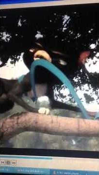 Bolt and mittens tree scene ~voice over~