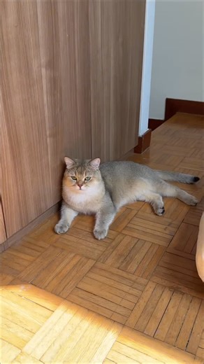 李猫猫 on Instagram: "ไม่ตื่นใช่ไหม เหยียบซะเลย😵‍💫 #มาวมาวลี #KastyPop #แคสตี้ #ทรายแมวเต้าหู้Kasty #ยืน1ไม่ติดกระบะ"