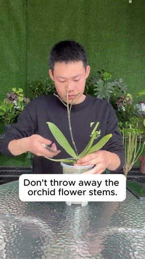 202K views · 1.6K reactions | easy orchid propagation tips | Pro Gardening | Facebook