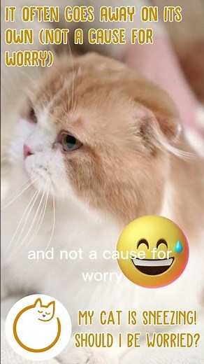 CAT SNEEZING - WHEN TO WORRY #cathealth #cats #catfacts