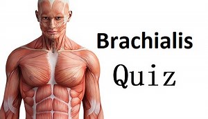 Brachialis Quiz
