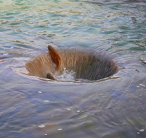 Swirl Fishing - Whirlpool - Survival Skills #Fishing #UniqueFishing | Quality Time