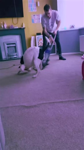 my crazy dog tormenting his dad when the hoover comes out🤣 #americanbully #fypage #hooverchase #crazydogsoftiktok #forupage