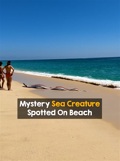 Mysterious sea creature spotted on beach. This brave woman ended up saving a sea legend 👏 Thank you @monicaandco_ for telling us about this incredible encounter ❤️ #animalrescue #oarfish #rescue #hero #marinelife #rarebeauty #raresighting #sealife #oceanlife #wildlife