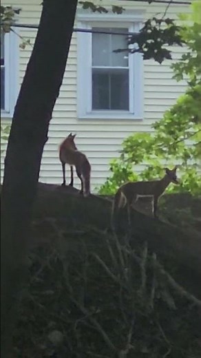 2 Fox Families and Raccoons Spotted in One Night | Amazing Night Wildlife Encounter