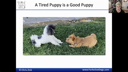 Exercising and Training Puppies for Owners - What to do When! by Dr. Chris Zink of Canine Sports Productions
