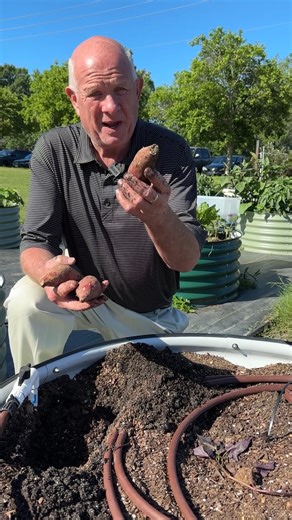126K views · 2.2K reactions | Learn how to grow sweet potatoes with LSU AgCenter horticulturist Ed Bush. #Reels #SweeetPotato #Horticulture #LSUAgCenter | LSU AgCenter | Facebook
