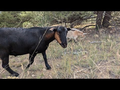 ⚡ Lightning Goats ⚡ Live Goat Feeder