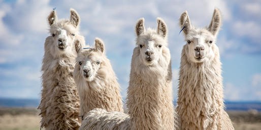 Can You Pass This Basic Quiz On Animals?