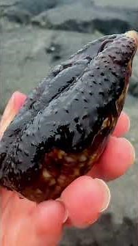 Shocking Discovery in Hawaii Tide Pool!