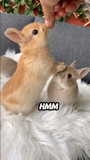 Netherland Dwarf Rabbit a very cute pet breed