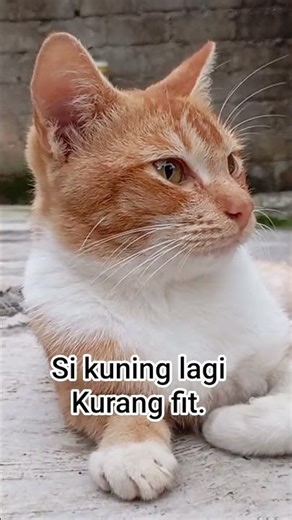 dunia kucing#vidio#viral#
