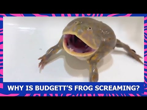 WHY IS BUDGETT’S FROG SCREAMING? (lepidobatrachus laevis)