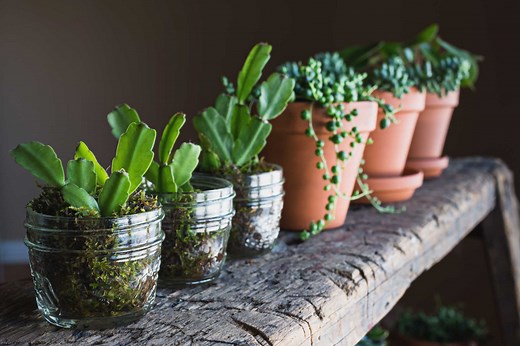 How to Grow a Christmas Cactus From a Broken Piece