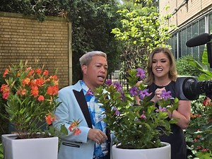 Tu Bloom Creates Tropical Vibes with Sun Parasol Mandevillas