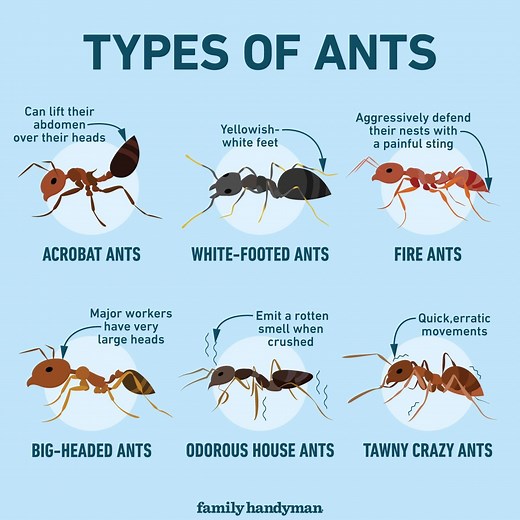 How to Identify Types of Ants