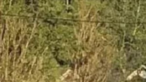 5 officers shot in Florence, South Carolina; suspect in custody