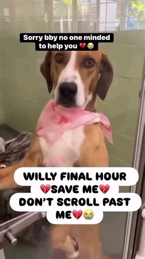 Please consider donating to help💔#usa #canada #uk