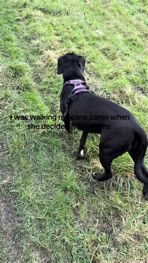 Cane Corso Attack Experience