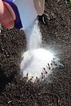 Ants Hate This One Trick #shorts #diy #naturalpestcontrol