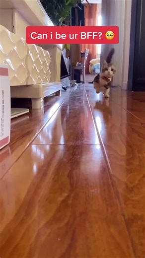 Adorable Munchkin Cat Running - Can I be ur BFF? 🥺