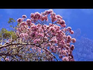 Tabebuia rosea, Roble de Sabana or Pink Trumpet Tree Costa Rica 4K