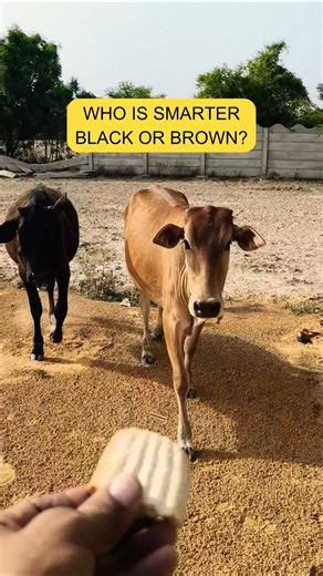 Who is Smarter: Black or Brown? 🐄🤔 #shorts #Cows #FunnyAnimals