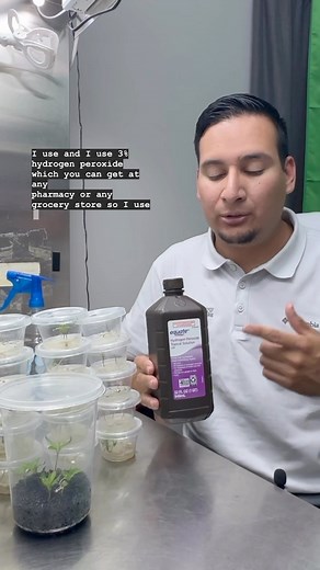 🌱 Curious about the power of hydrogen peroxide in seed germination? 🌿 Check out our latest video on YouTube, where we update you on the progress of the seedlings we revived. Our lab director answers your questions too! Don’t miss out! 🎬 Want to learn more from Francisco? Join us at the next master class using the link in our bio! #HydrogenPeroxide #SeedGermination #GardeningExperiment #gardeningtips #gardeninghacks #springgarden #gardeningtipsforbeginners #planttissueculture #tissueculture # 