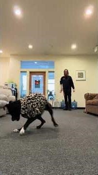 Teaching Daisy finally how to fetch. #fetch #dogsofyoutube #seattle #subscribetomychannel