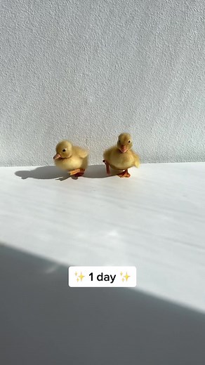 How Fast Do Baby Ducks Grow? Duckling Growth Explained