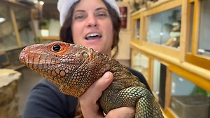 Christmas time with the caiman lizard
