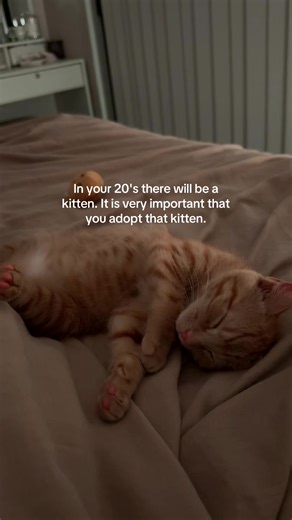 It's been over 1 month since we brought home Cheeto and it's been full of new experiences! Cheeto came to us at 6 weeks old after he was found on the streets by a coworker. We've been wanting to get a kitten for a while, and the timing couldn't have been any better. From raising a tiny kitten to introducing him to Ginger, we've learnt so much. We're so excited to see him grow and to hopefully becoming best friends with Ginger 🥹🧡🧡 #kitten #kittens #20s #cat #ginger