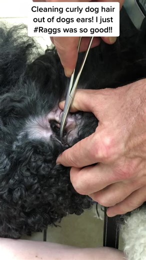 Dog Ear Hair Removal: Painless & Easy!