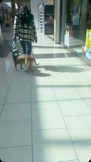 Henny performing psychiatric service dog task called crowd control as we walk through the Cherry hill mall. Henny does this task when I give him the command of circle. When we are in a crowded area to create a barrier to create space for me. This definitely helps me feel more secure and protected in crowded, triggering stressful environments. My boy does so awesome with this . So super proud of him like always 🧡🤎🧡🥰🥰🥰☺️☺️☺️🐾🐾🫶🏾🫶🏾🫶🏾❣️ #servicedog #psychiatricservicedog #servicedogcom