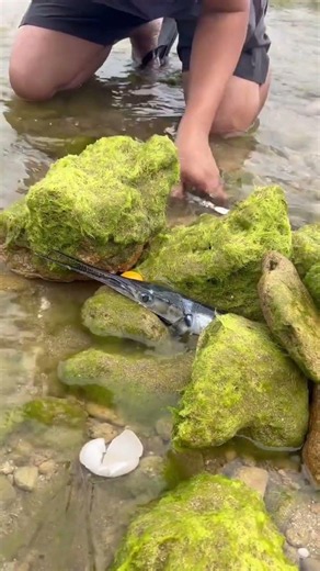 SEO Title:Amazing Needlefish Catch in Shallow Water | Egg Fishing Trick 😱🐟 #shorts