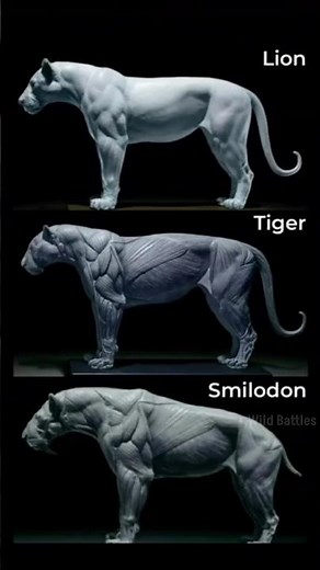 Barbary Lion vs Siberian Tiger ! By Wild Battles