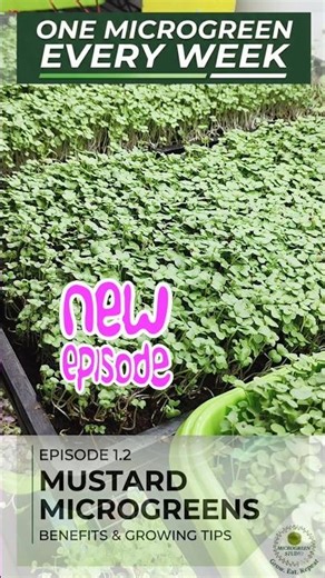 Mustard microgreens. Benefits, healthy, homegrown. #organic #viral #shorts #microgreens #learning