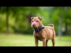 Considering Adoption? Here's What You Need to Know About the Chinese Shar-Pei