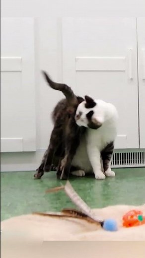 Are feral cats capable of love?