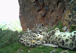 262K views · 6.6K reactions | Our Earth Day gift to you is this incredible, never-before-seen camera trap footage of three snow leopards in the mountains outside of China’s Zhaxilawu monastery. To protect big cats like these, we need more eyes on the wild. Learn more about how you can help at panthera.org/earth-day-2017. | Panthera | Facebook