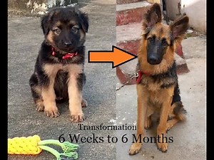 ఎంత ఎదిగిపోయాడు...Max's Amazing Transformation 6 Weeks to 6 Months!