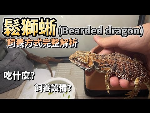 《寵物飼養教學》如何飼養「鬆獅蜥」丨鬆獅蜥需要的設備？鬆獅蜥飼養環境？一起來了解鬆獅蜥吧！丨成哥Chenge