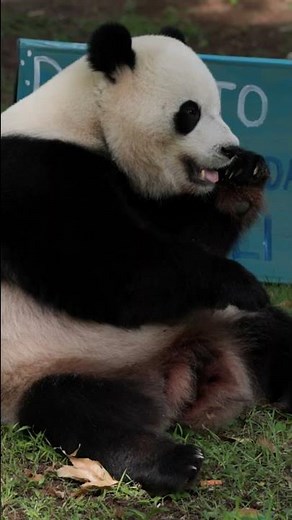 Happy 5th Birthday, Giant Panda Bao Li!