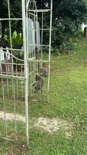 I came to Keppel to practice my short game and got surrounded by monkeys! 😆 [laughing emoji] I was surrounded by monkeys as soon as I walked in. At first, they looked at me curiously when I took out a bag of balls. I thought to myself,