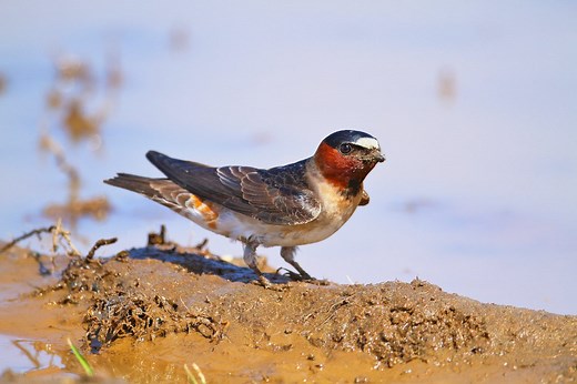 Cliff Swallow vs Barn Swallow: Spot the Differences